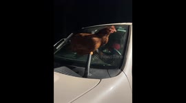 Chicken Rides on Windshield Wipers