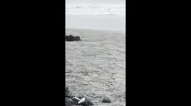 Dog Demonstrates Impressive Ball Balancing Skills