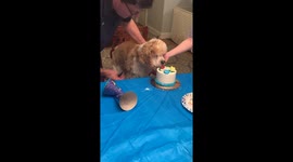 Elderly dog gorges on cake for his 16th birthday