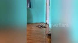Long snake slithers into home and hides behind cabinet