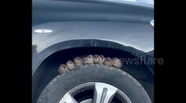Sparrows huddle for warmth on car tyre in China