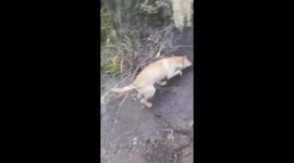 Pet dog slips and slides down wet rock while hiking with owner