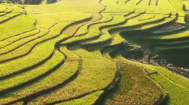 Revitalizing ancient villages: How Party branch leads Huawu towards prosperity