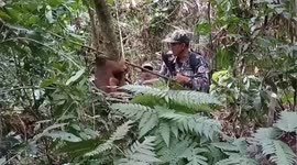 Park rangers free macaque caught in poacher trap in Thailand