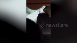 Kind driver picks up stray kitten wandering on road