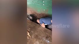 Resident leans down hole to save worried stray dog mum's puppies