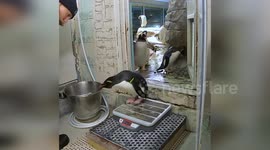 Penguins form orderly queue to be weighed at zoo in Wisconsin