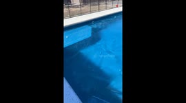 'Day 3 of Dallaska' - Dallas woman's entire pool is frozen solid in broad daylight!