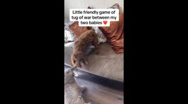 Fur and fury: Two pups lock in tug-of-war