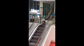 Dog walks down escalator going in the wrong direction