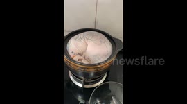 Unique nest that a Sphynx cat chose for herself in Chongqing, China