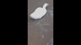 The battle between the duck and the crab on the river