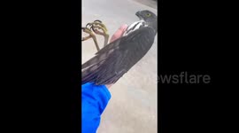 Wild Peregrine Falcon Flies into Passing Womans Hand in Shangrao, China