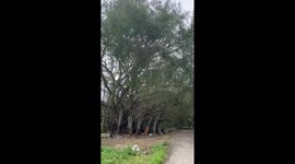 Huge tree topples over onto garage and knocks down electric pole