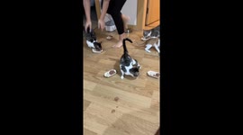 Hilarious cat chaos: Istanbul felines race to dinner bowls in adorable feeding frenzy!