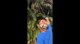 Man Catches Big Iguana Out of a Tree
