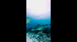 Tiger Shark Almost Nibbles Diver