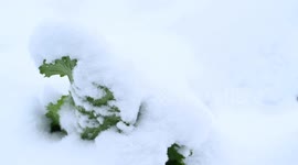 Vegetable Field Covered by Thick Snow in Qiandongnan, China