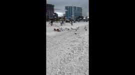 Seagulls Went Savage On Leftovers