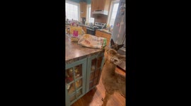 Fawn Snacks on Chips With Canine Friends