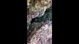 California explorer bonds with shy Octopus in captivating encounter