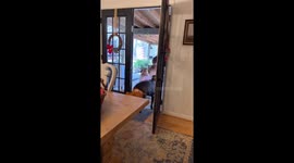 Joyful reunion: heartwarming welcome home by furry family in Smoke Rise, Alabama