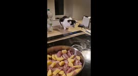 Kitty Helps in the Kitchen