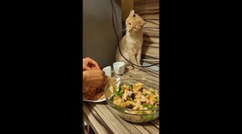 Adorable hungry cat's paw-fect plea for food in Odessa, Ukraine