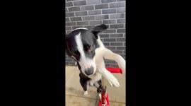 Border Collie Rides a Scooter