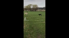 Fenton is back to his old antics in Richmond Park! This time chasing deer down a stream!