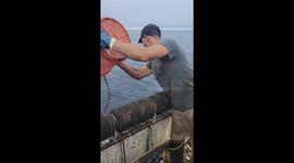 Fishermen Feed Massive Tuna