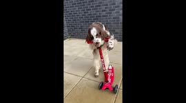 Springer Spaniel Shows Off Her Scooter Skills