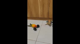 Weightlifting Parrots