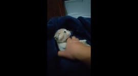 Chinese pet owner massages kitten's forehead to make it fall asleep