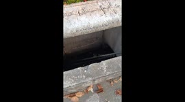 Kind neighbours rescue kitten covered in oil from drain