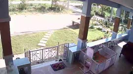 Driver chases and catches snake slithering in front of his home