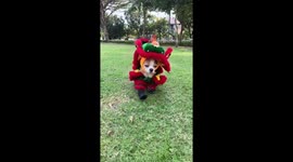 Pet dog wears cute Chinese New Year costume