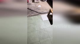 Restaurant sealed after rats seen running across floor