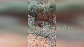 Baby elephant rescued from ditch reunited with mother jumbo