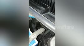 Volunteers remove monitor lizard hiding in car engine