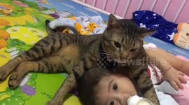 Affectionate pet cat cuddles with baby