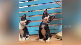 Adorable pet kittens tilt their heads in synch with each other