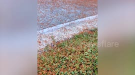 Thousands of red ants take over home's front porch