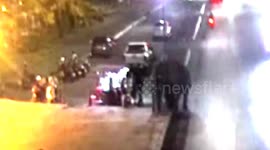 Startled elephant rams mahout killing him in Thailand