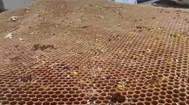 Zookeepers gift honeycomb 'cake' for Asian black bear cub's first birthday at Thai zoo
