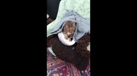 Chilly days: cat's cozy blanket massage