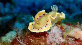 Graceful nudibranch: sublime movement on the seafloor in Kamakura, Japan