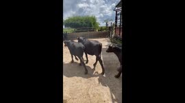 Rebaño de ganado bovino. En plena faena de pastoreo, se llevan a la zona de pastos, denominada potrero, para que empiecen a alimentarse.