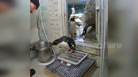 Penguins step onto scales for weight checks