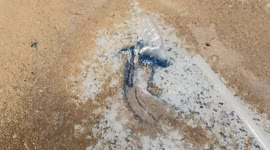 Portuguese man o' war jellyfish wash ashore on Chinese island